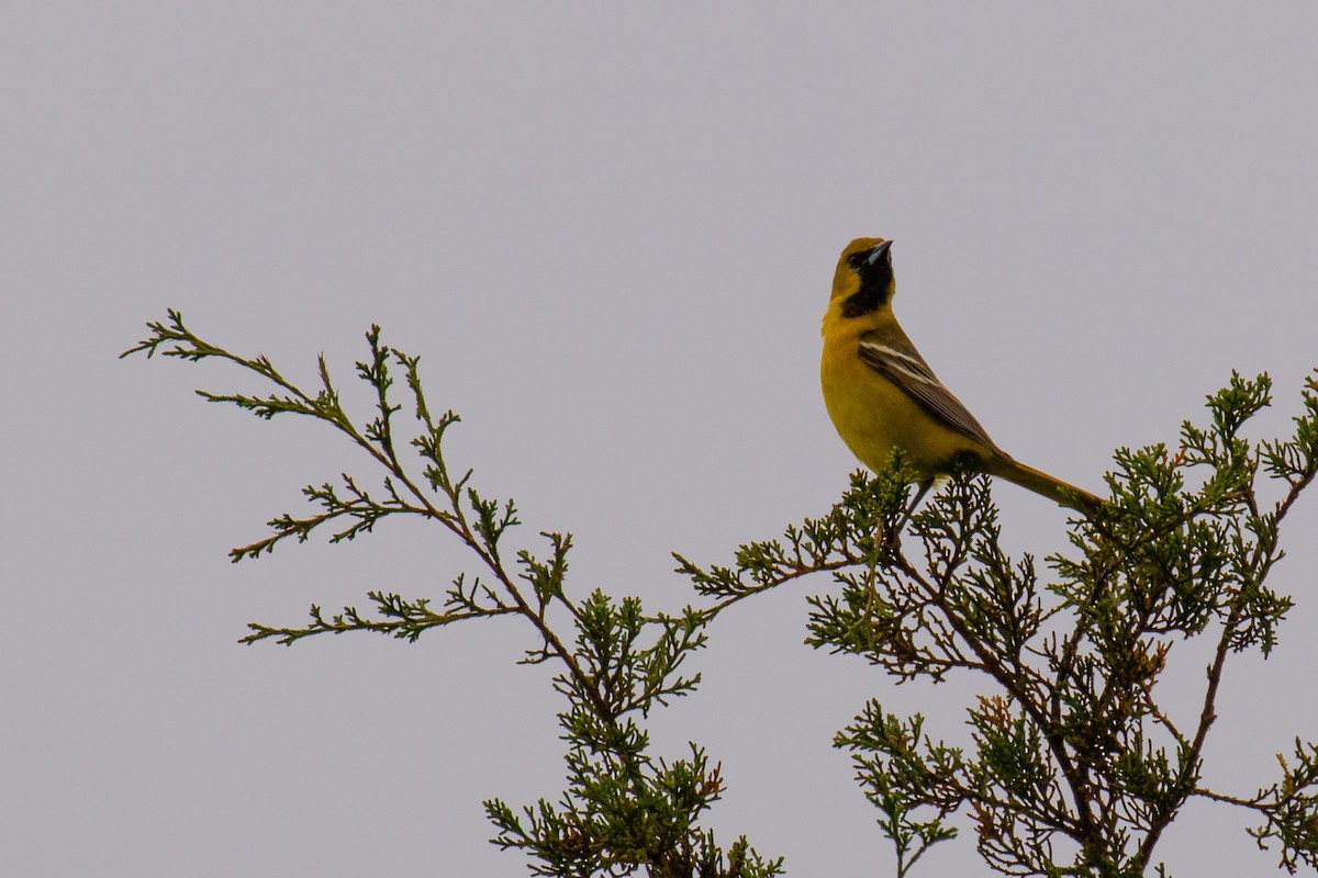 Orchard Oriole - ML448378851