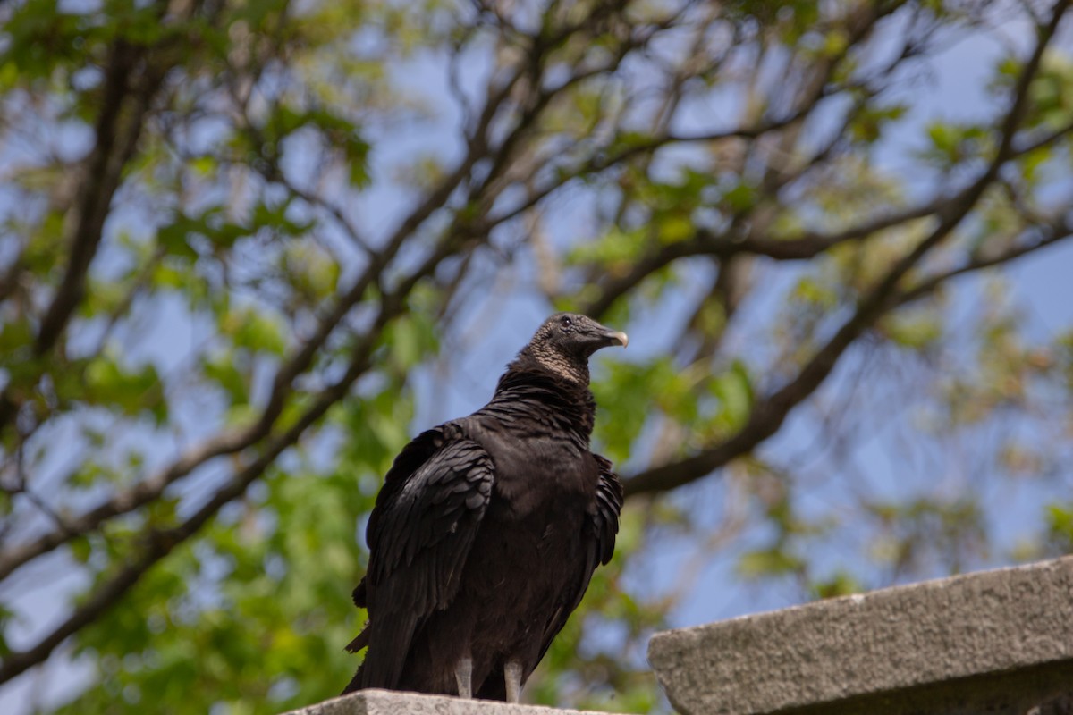 Black Vulture - ML448379901