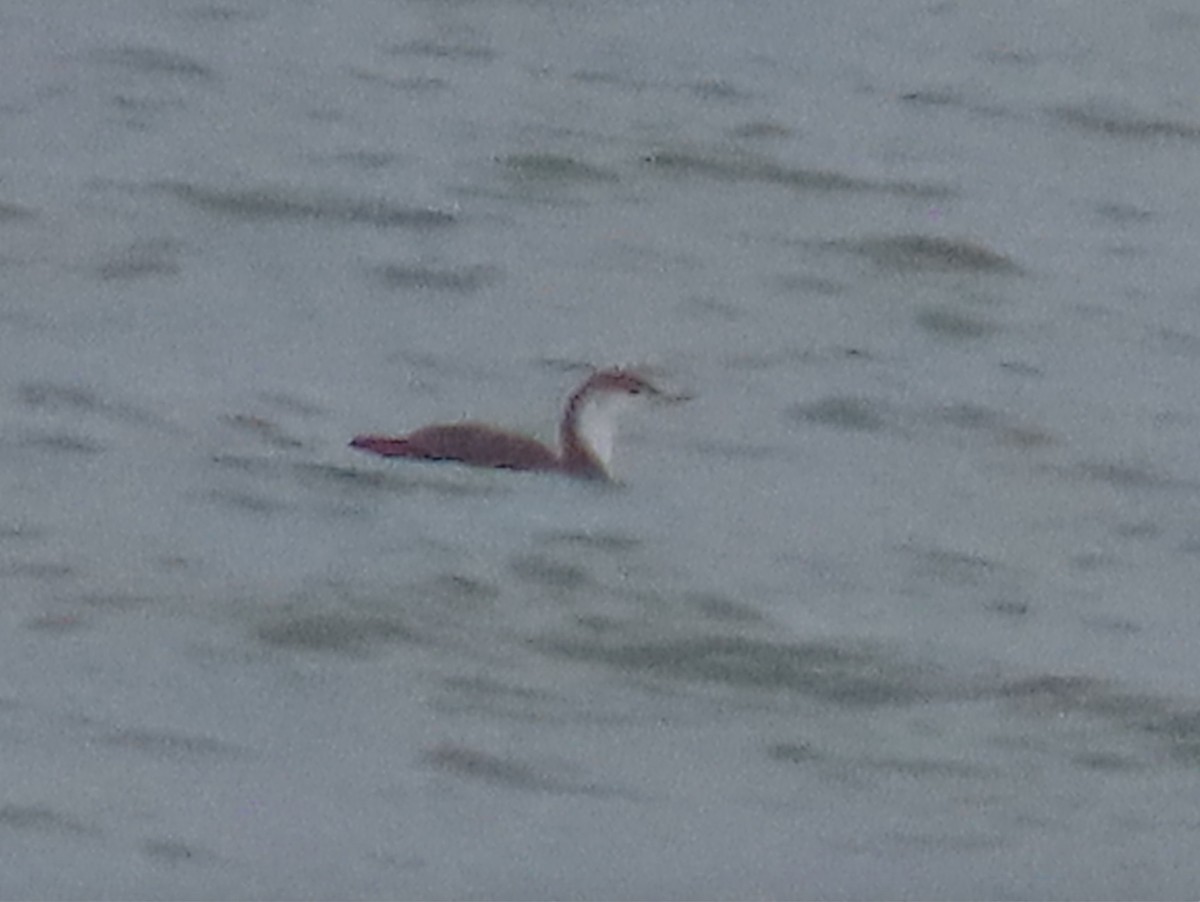 Red-throated Loon - ML448379971