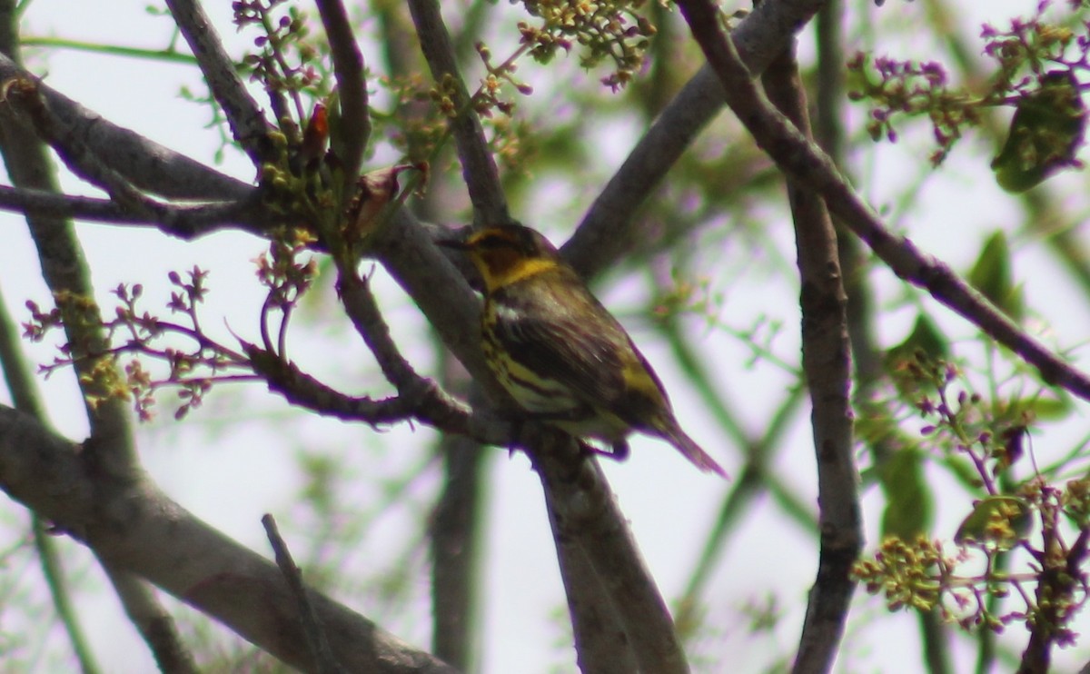 Cape May Warbler - ML448382061