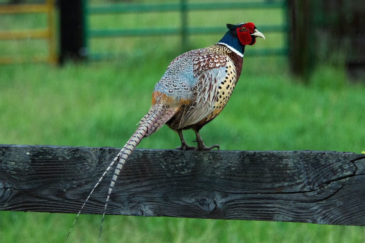 Ring-necked Pheasant - Joshua Little