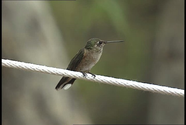 Broad-tailed Hummingbird - ML448390