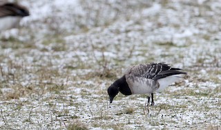 Brant (Atlantic), ML44839371