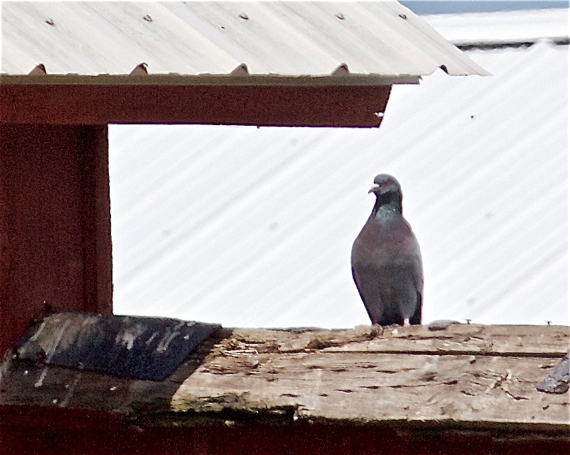 Rock Pigeon (Feral Pigeon) - ML448395791