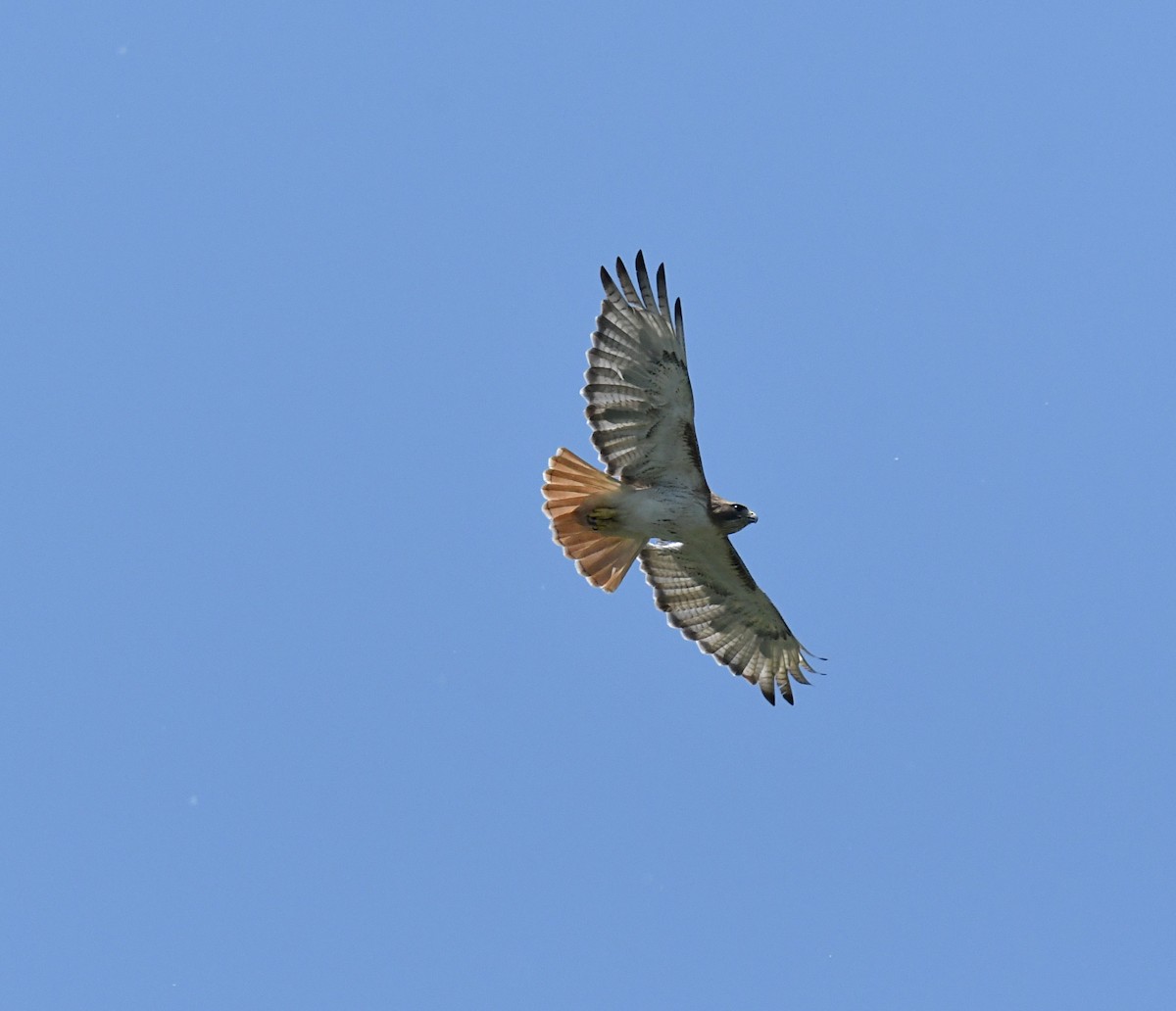 Red-tailed Hawk - ML448396921