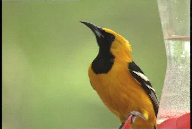 Hooded Oriole (nelsoni Group) - ML448400