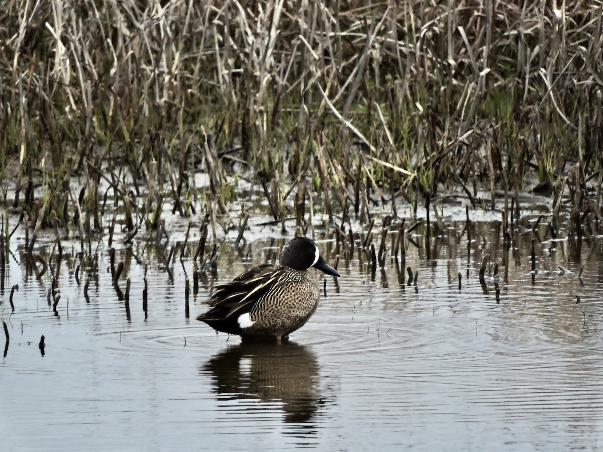 Blue-winged Teal - ML448403691