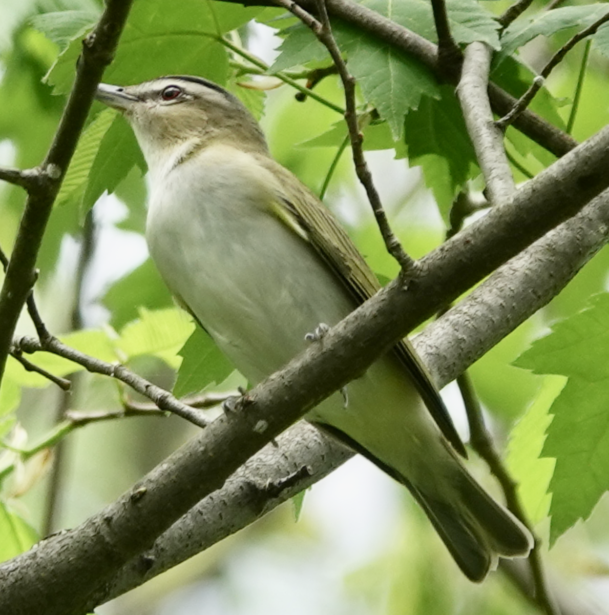 Red-eyed Vireo - Bart Williams