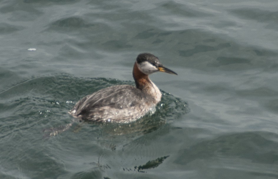 Red-necked Grebe - Jerry Ting