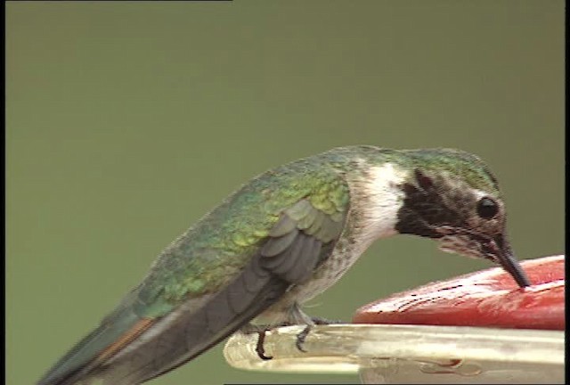 Broad-tailed Hummingbird - ML448409
