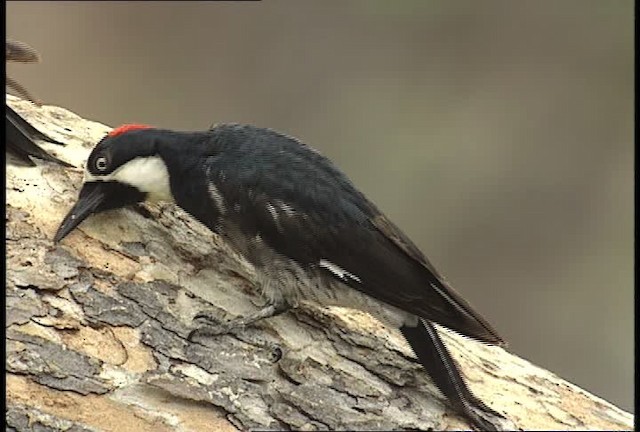 Acorn Woodpecker (Acorn) - ML448410