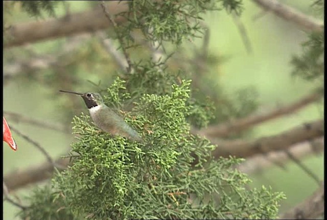 Broad-tailed Hummingbird - ML448413
