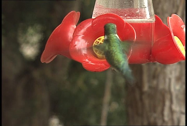 Broad-tailed Hummingbird - ML448414