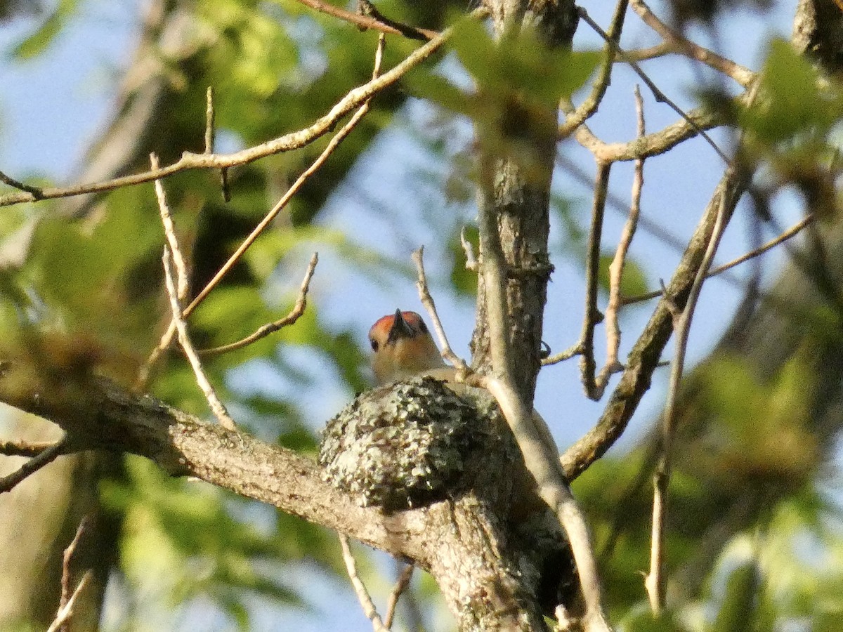 Red-bellied Woodpecker - John Landon