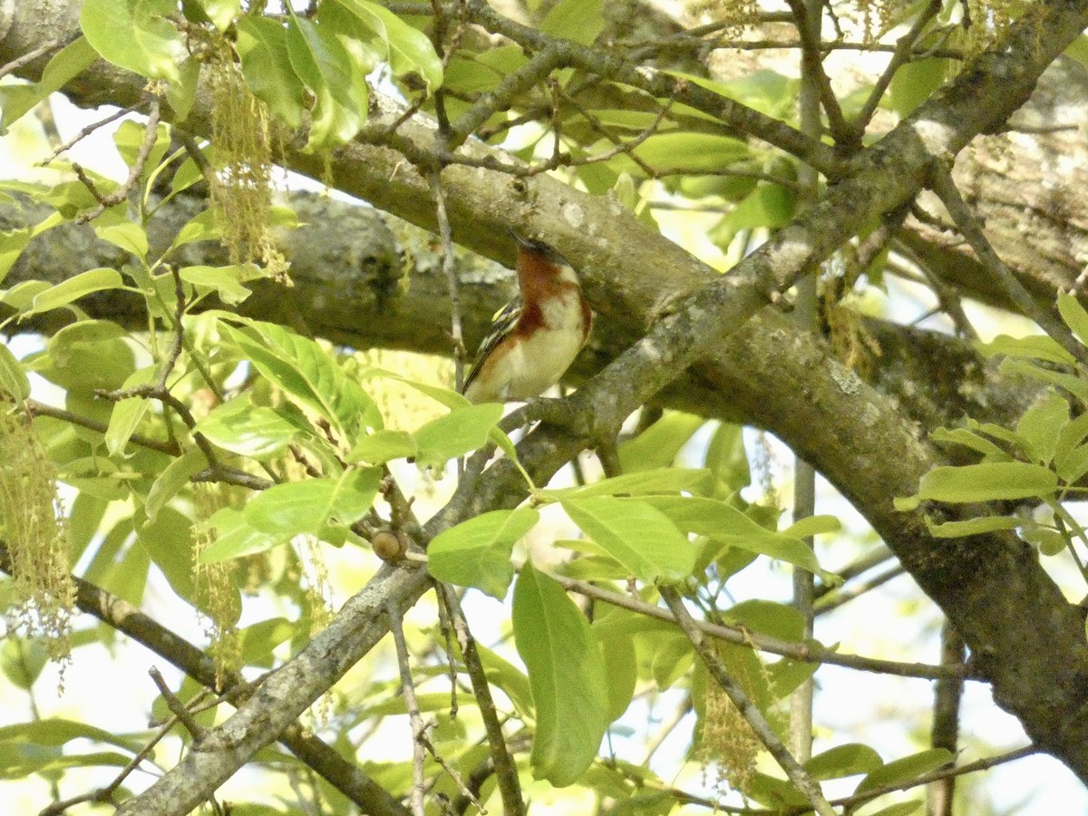 Bay-breasted Warbler - ML448422641