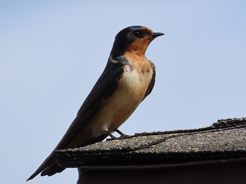 Barn Swallow (American) - ML448429591