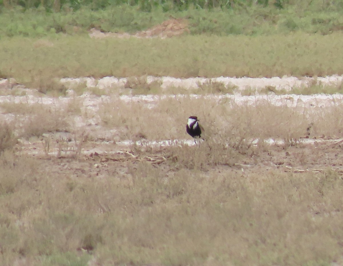 Spur-winged Lapwing - ML448430231