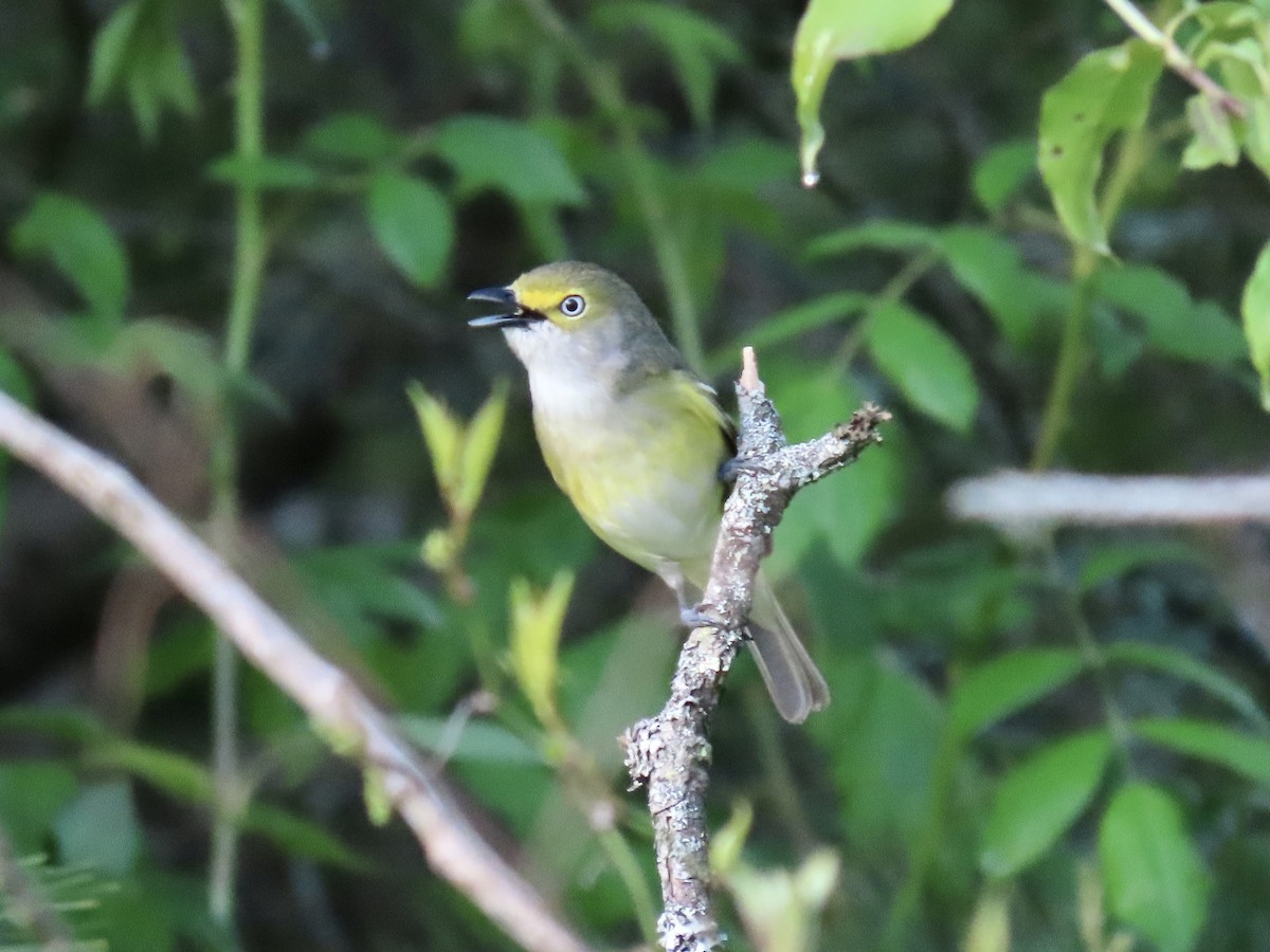 eBird Checklist 14 May 2022 Glen Alton Day Use Area 65 species