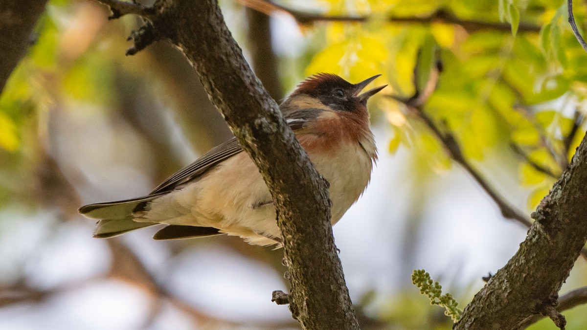 Bay-breasted Warbler - ML448432721