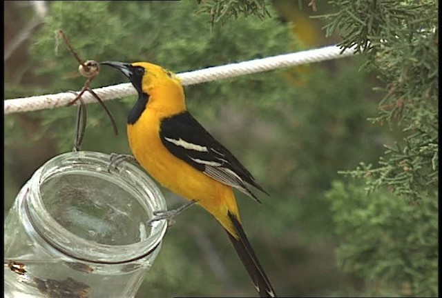 Hooded Oriole (nelsoni Group) - ML448435