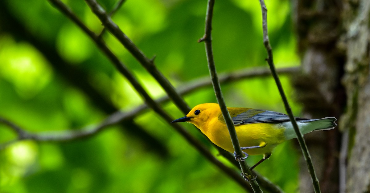 Prothonotary Warbler - ML448435541