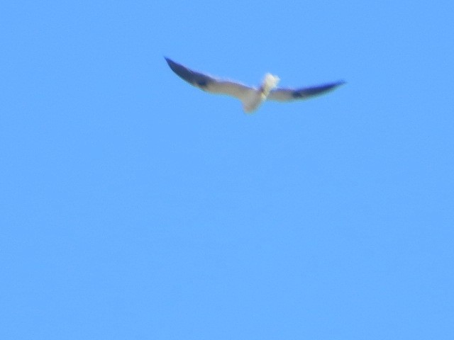 White-tailed Kite - brian ibenthal