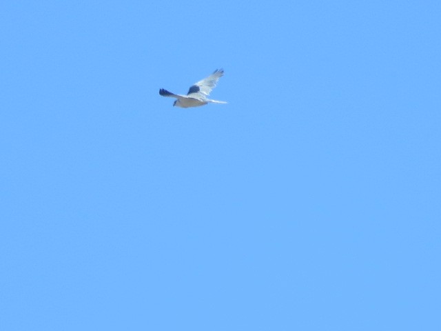 White-tailed Kite - ML448436381
