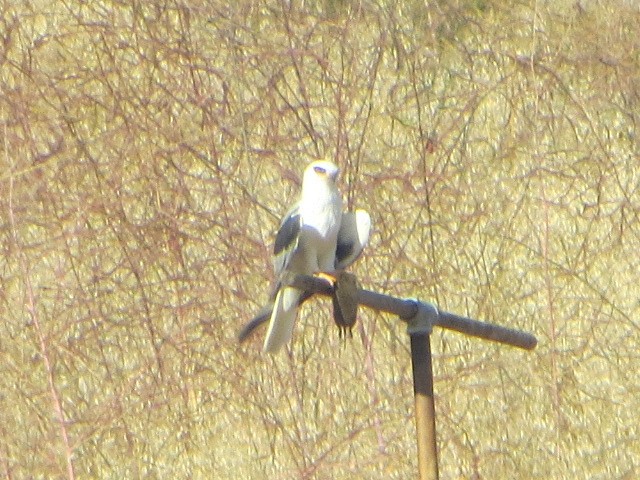 White-tailed Kite - ML448436511