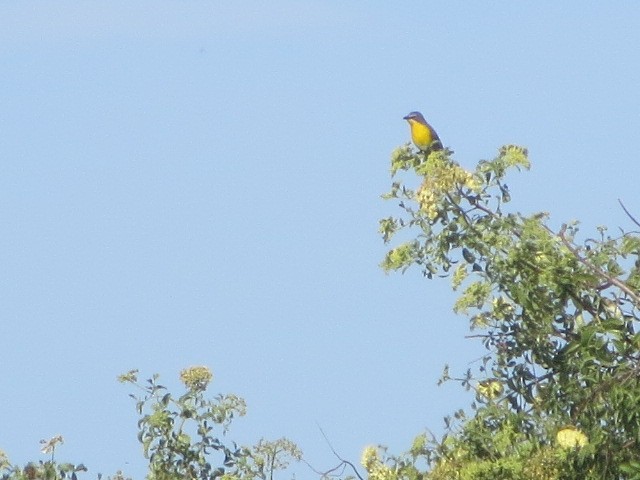 Yellow-breasted Chat - ML448436621