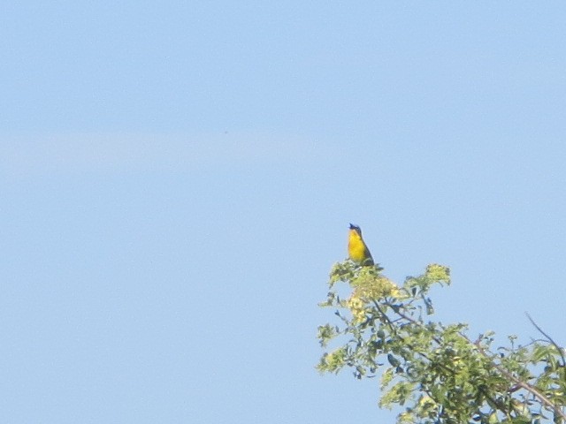 Yellow-breasted Chat - ML448436721