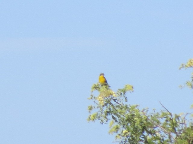 Yellow-breasted Chat - ML448436831