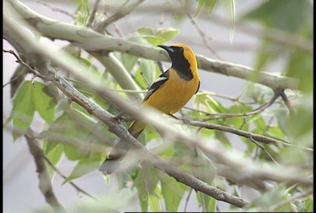 Hooded Oriole (nelsoni Group) - ML448437