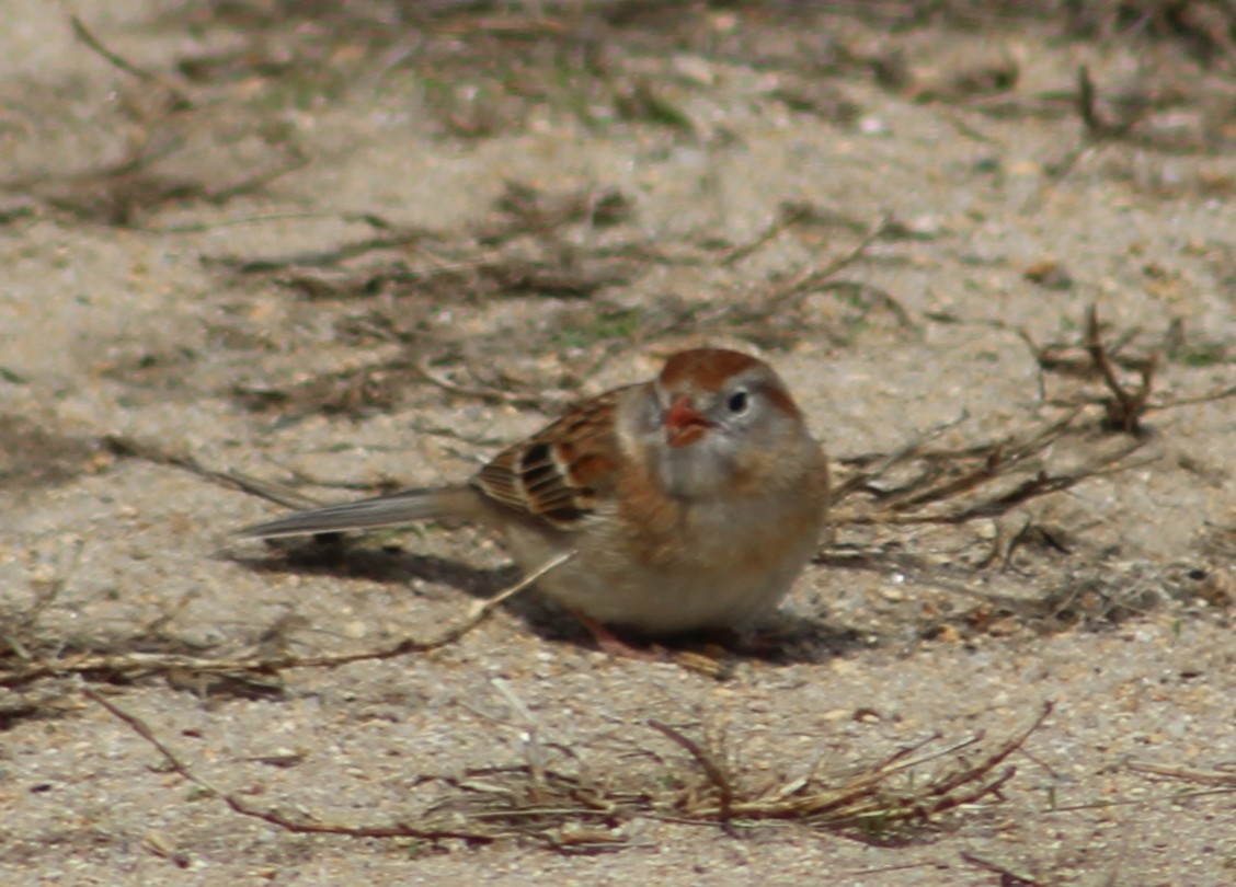 Field Sparrow - ML448437271
