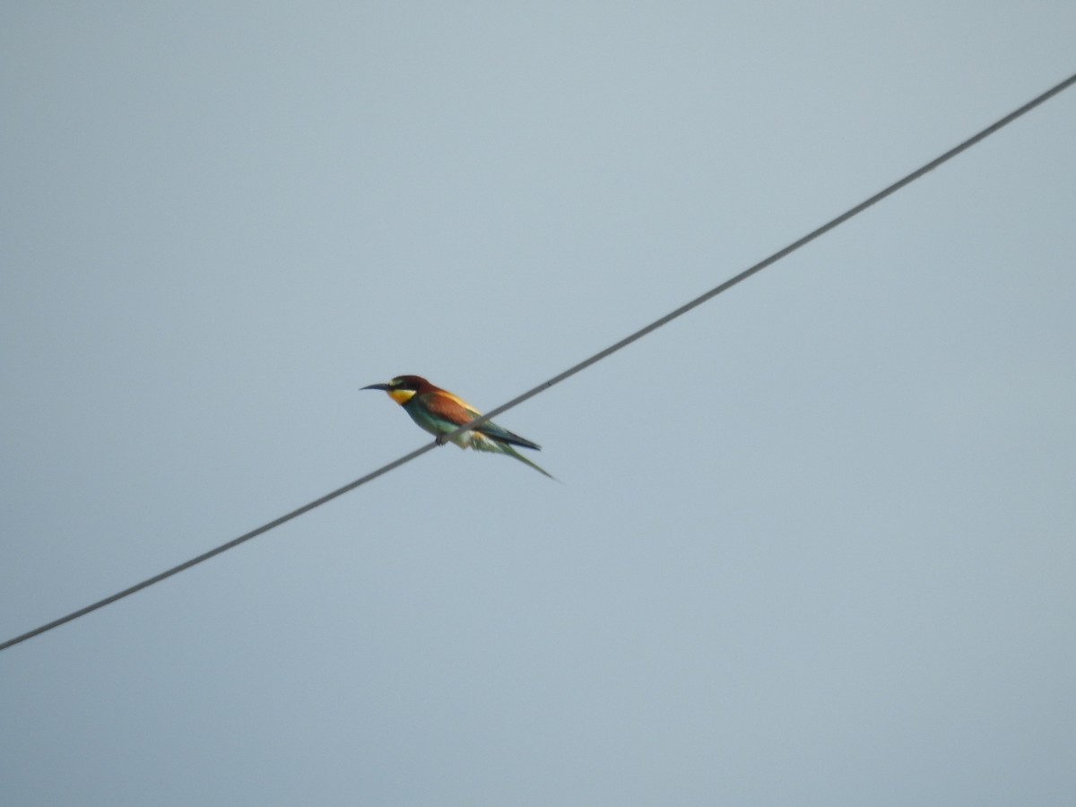 European Bee-eater - ML448439811