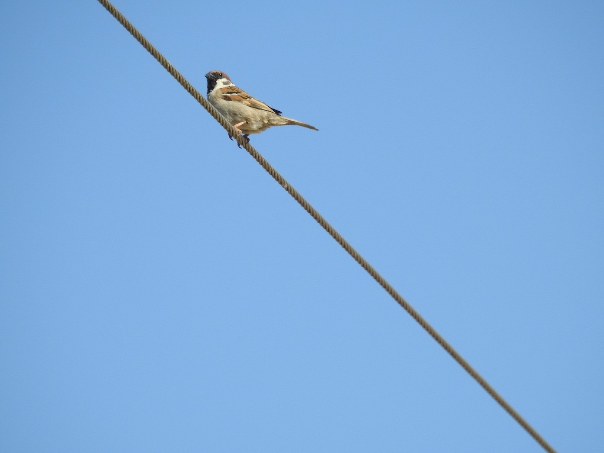 Eurasian Tree Sparrow - ML448440101