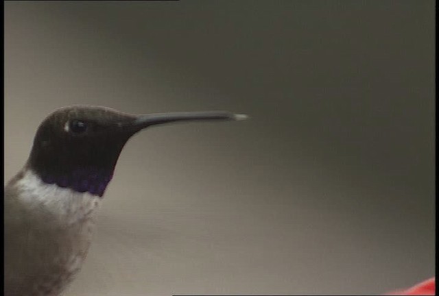 Black-chinned Hummingbird - ML448445