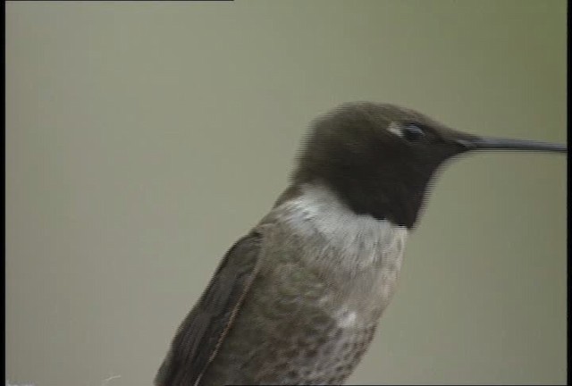Black-chinned Hummingbird - ML448446