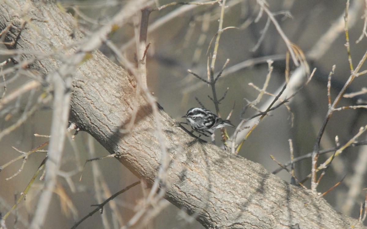 Black-and-white Warbler - Christopher Murray