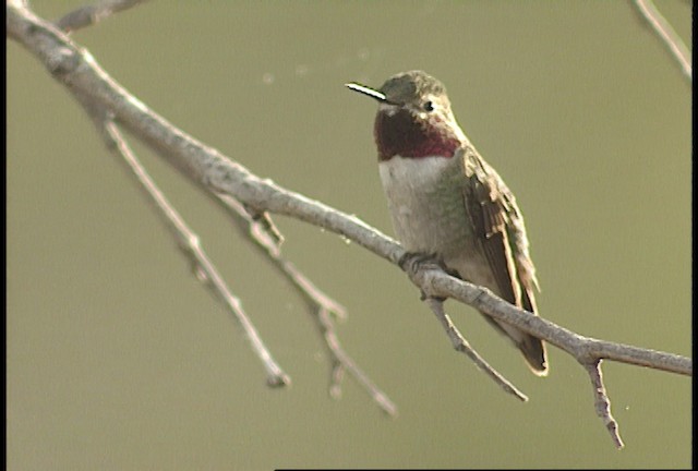 Broad-tailed Hummingbird - ML448454
