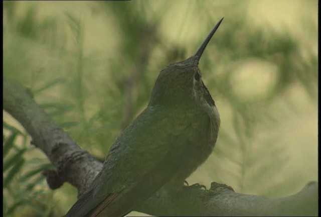 Broad-tailed Hummingbird - ML448455
