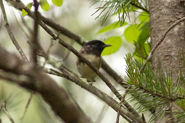 Bay-breasted Warbler - ML448458801