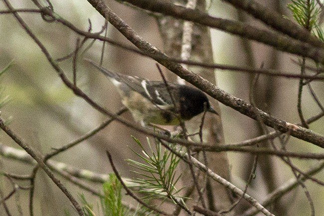 Bay-breasted Warbler - ML448458811