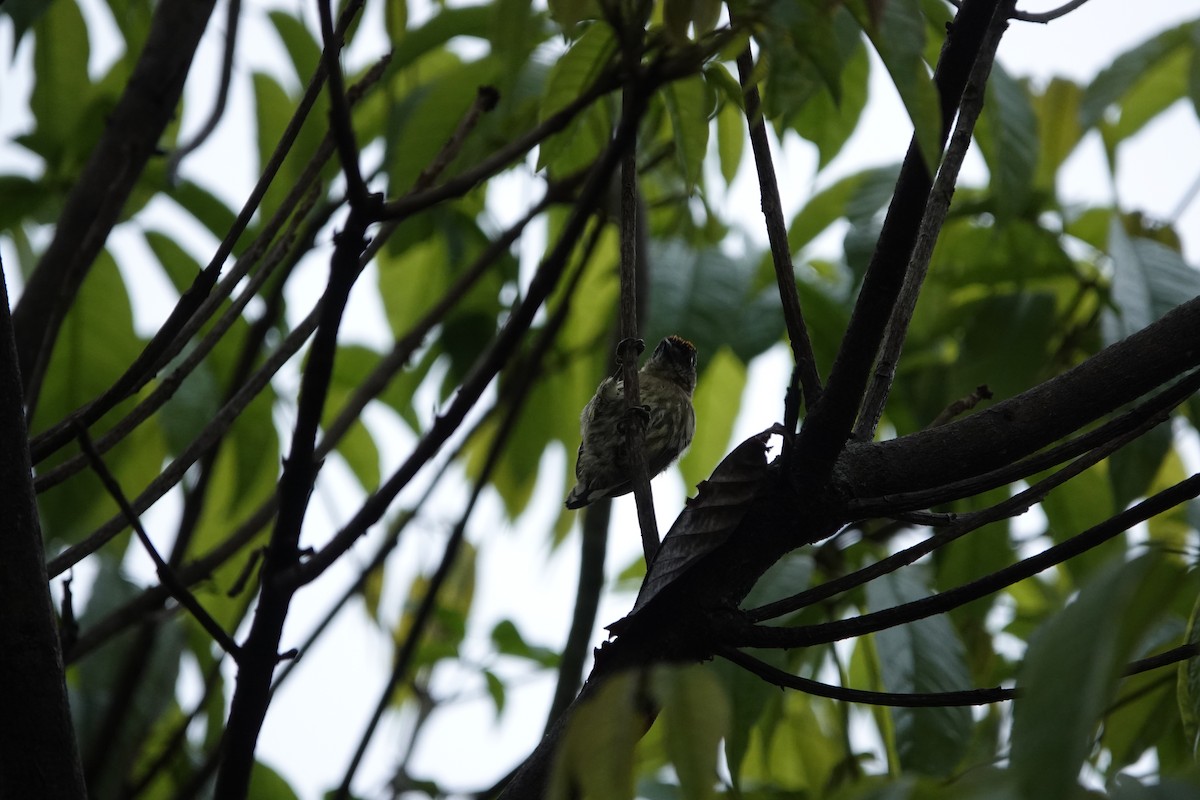 Olivaceous Piculet - ML448459701