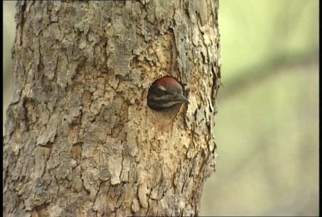 Arizona Woodpecker - ML448462