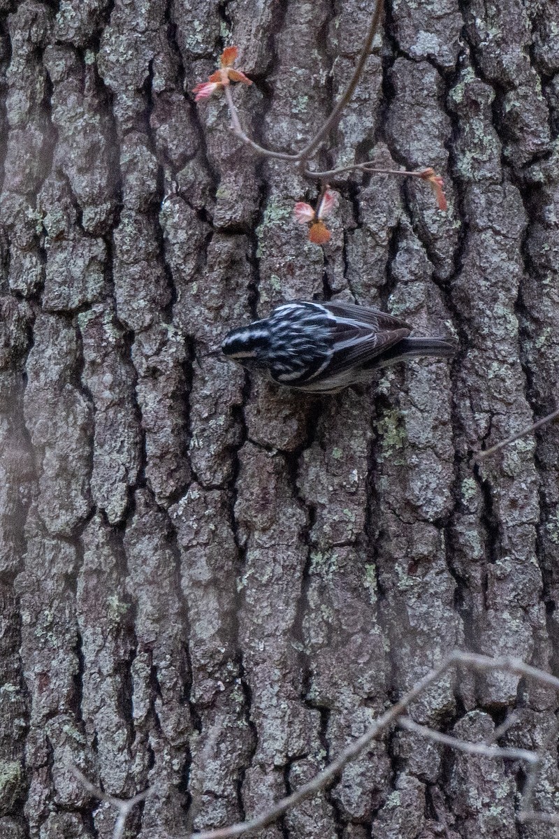 Black-and-white Warbler - ML448467241