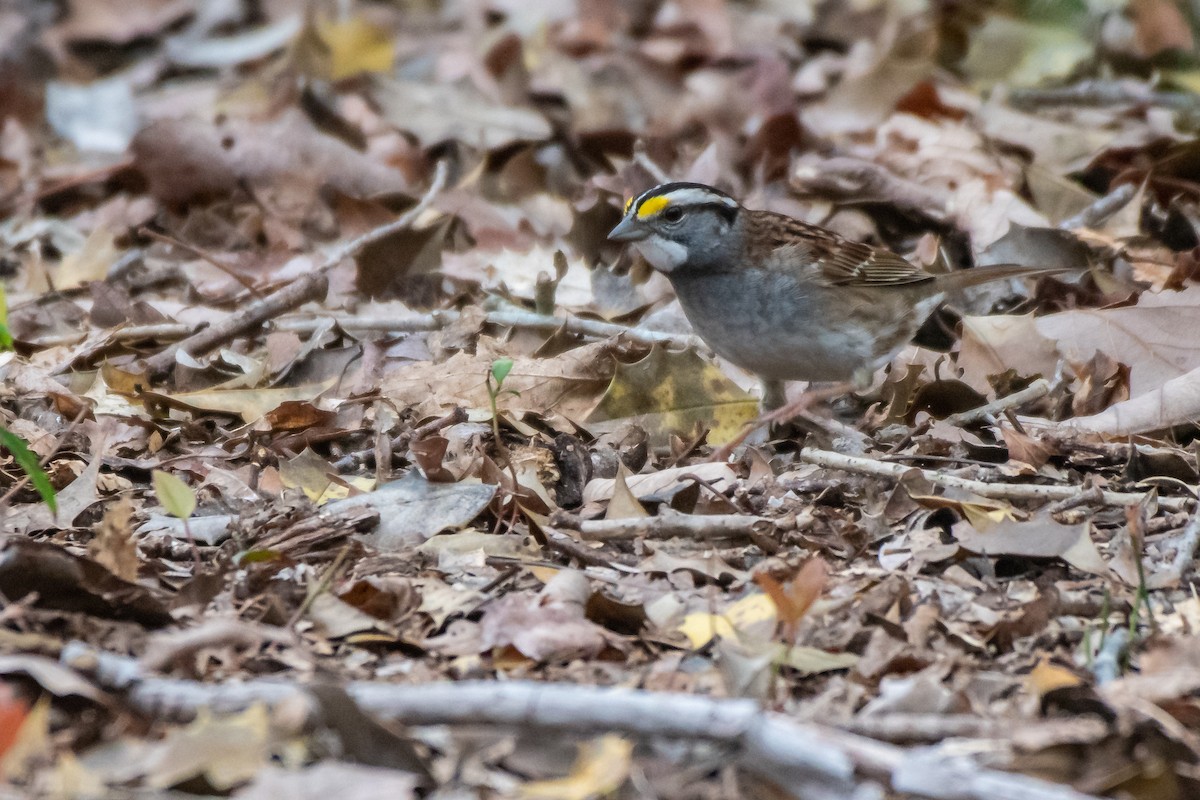 White-throated Sparrow - ML448467691