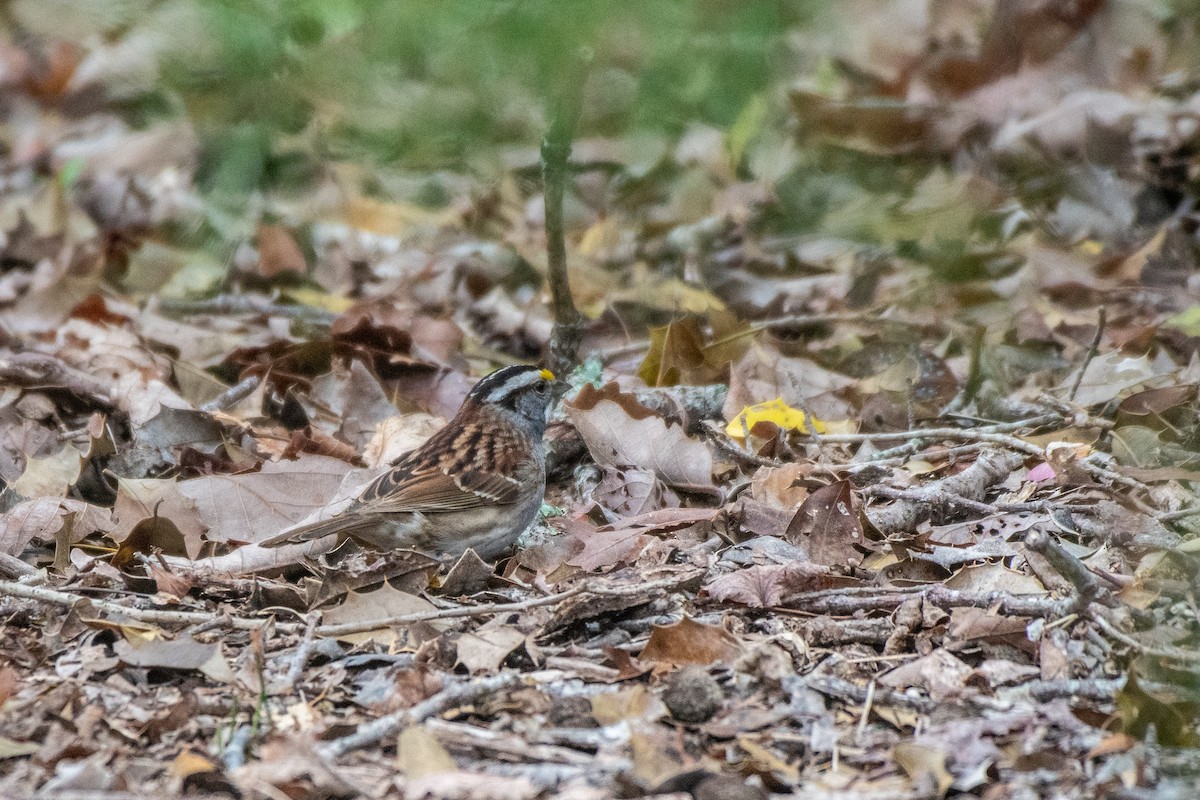 White-throated Sparrow - ML448467891