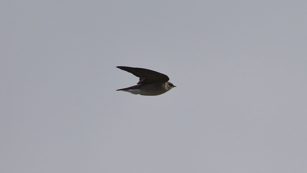 Northern Rough-winged Swallow - ML448470531