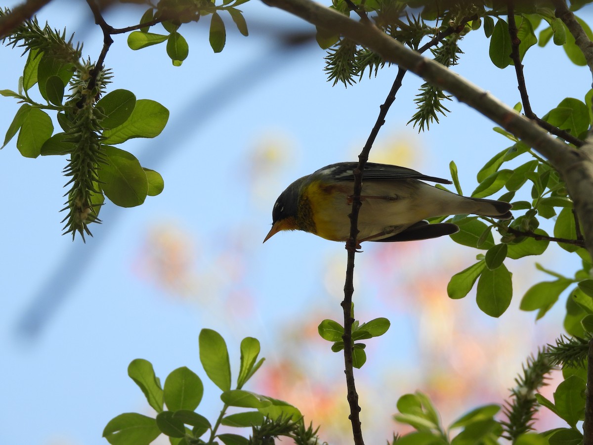 Northern Parula - Palm Warbler
