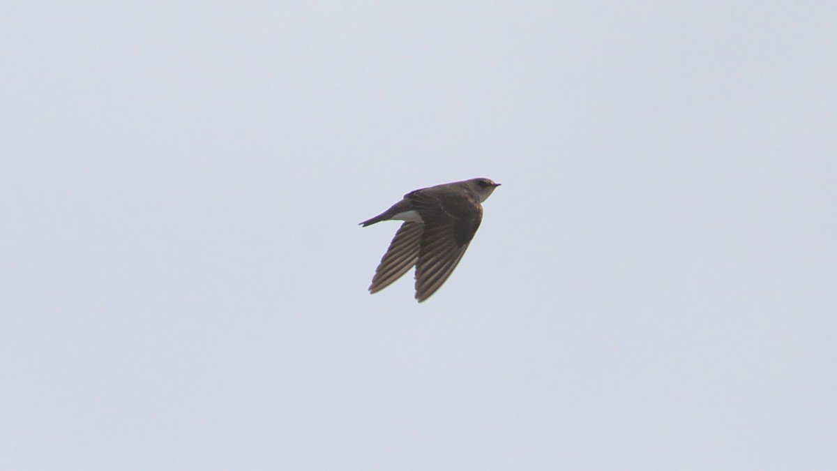 Northern Rough-winged Swallow - ML448471031